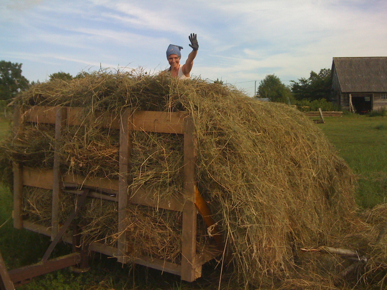 Värsked porgandid Koka talust
