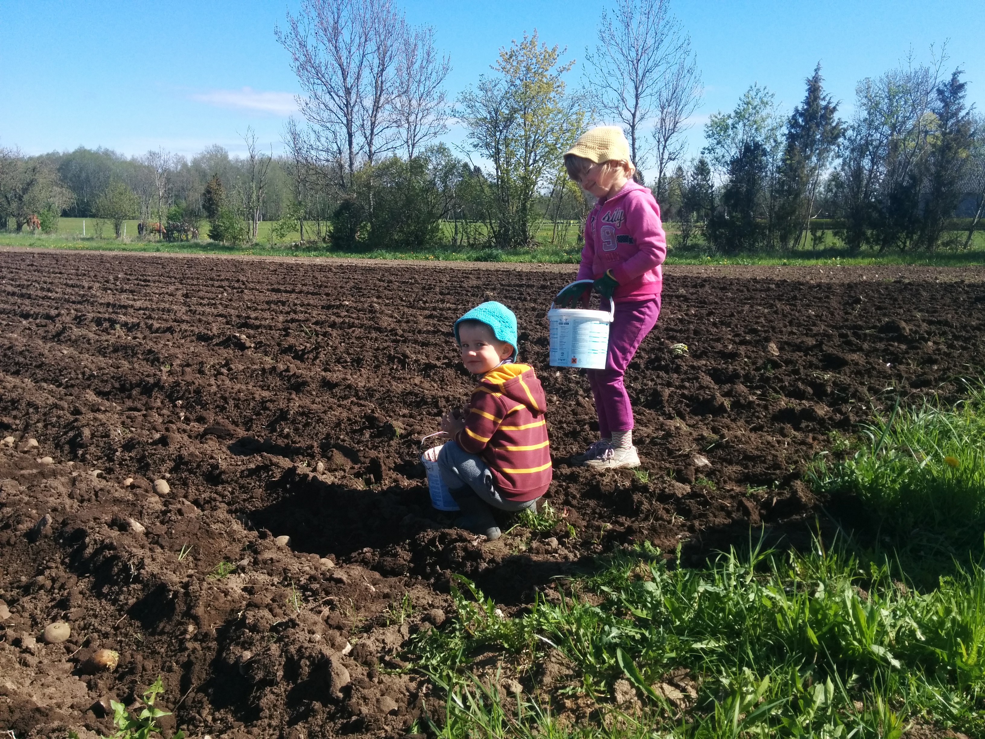 Köögiviljapõld Läänemaal